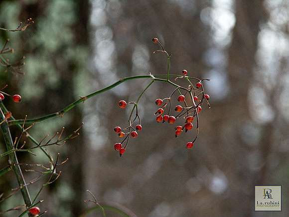 1-22-12 Berries in Winter
