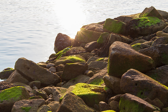 On the Rocks with Moss