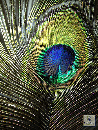 1-14-12 Peacock