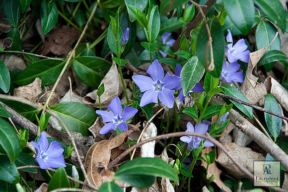 3-24-12 Spring Blossoms